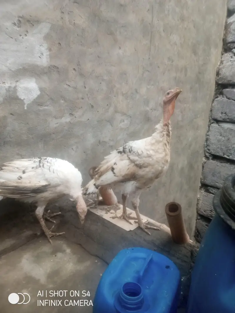 turkey birds 03008011255 — photo 4