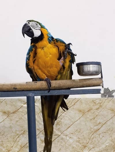 Blue and Gold Macaw Talking Parrot