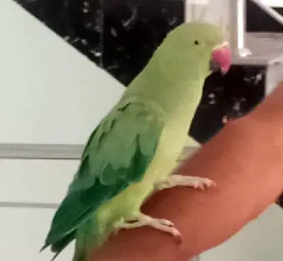 parrot with cage — photo 3