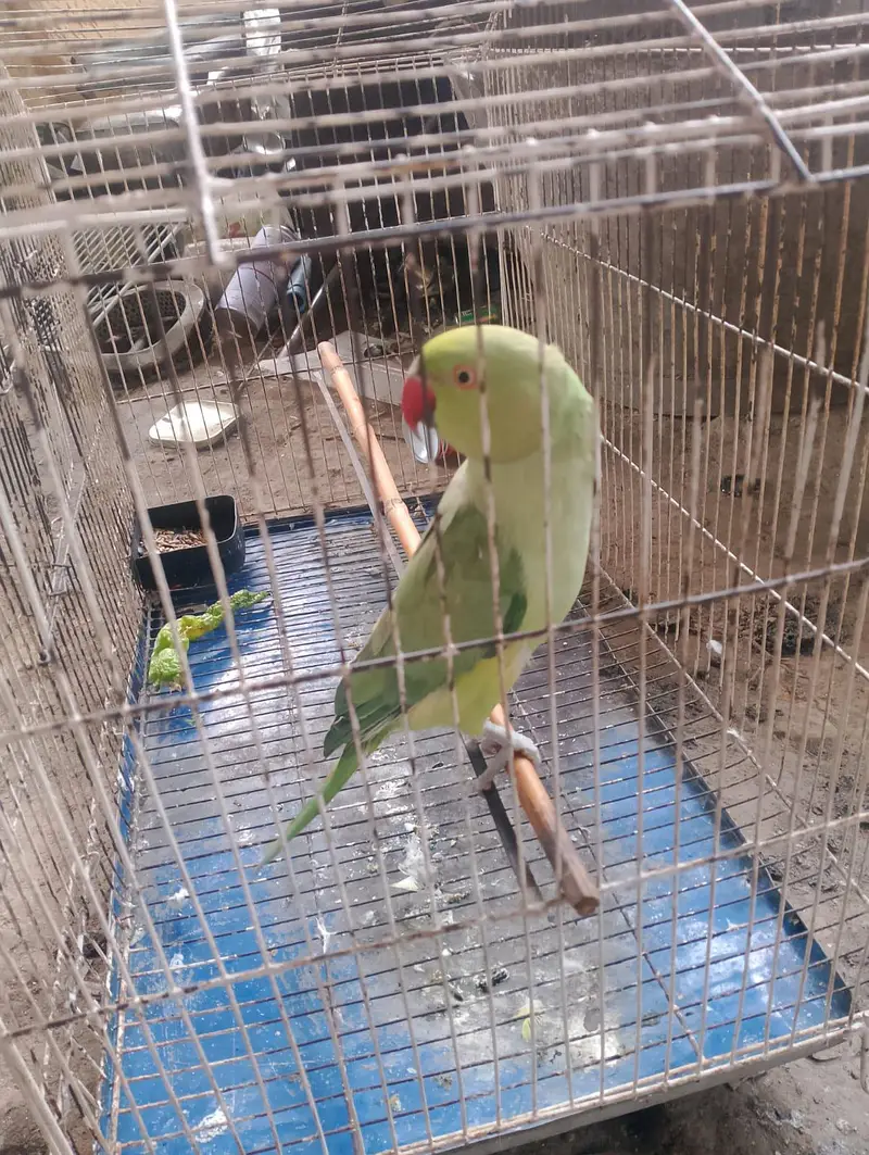 parrot with cage — photo 4