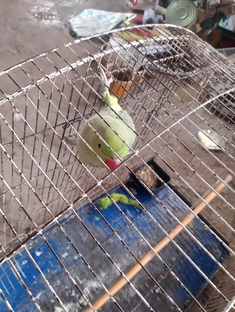 parrot with cage — photo 5