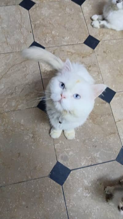 pure persian cats male and female very beautiful eyes age 9 month
