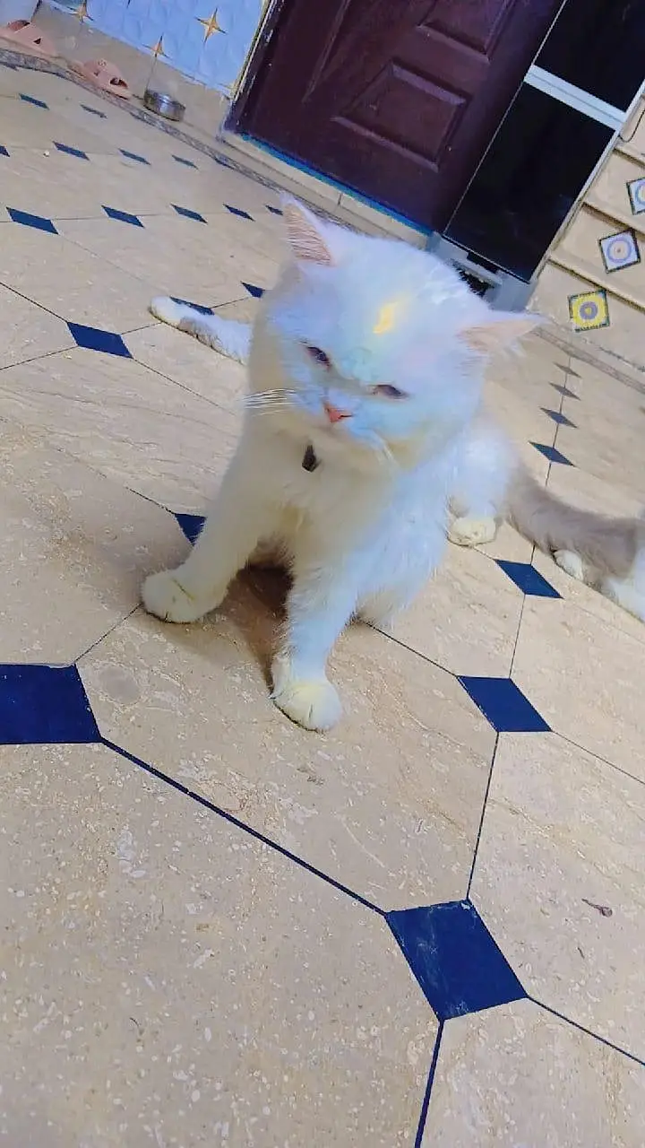 pure persian cats male and female very beautiful eyes age 9 month — photo 3