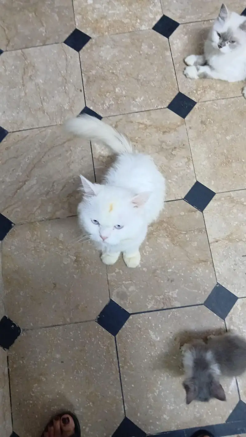 pure persian cats male and female very beautiful eyes age 9 month — photo 4