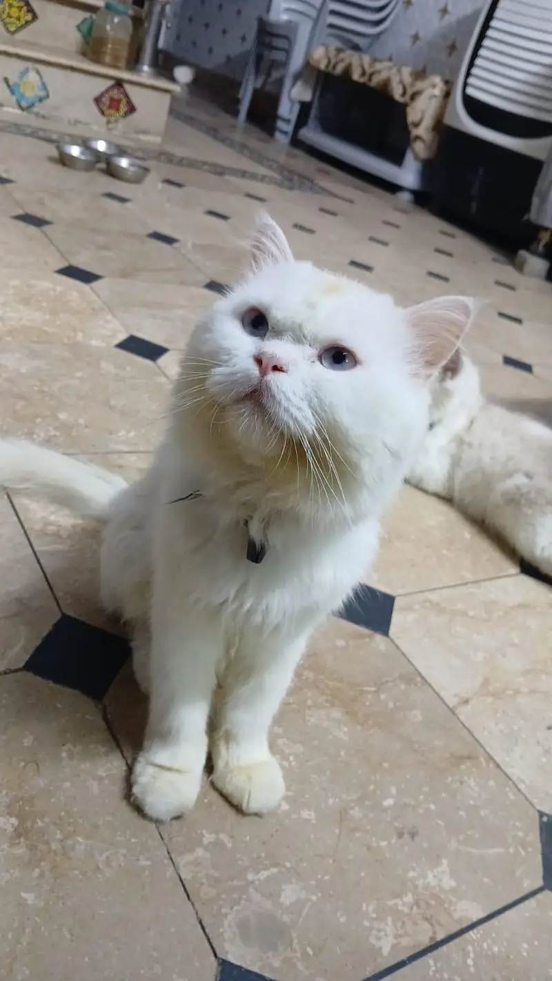 pure persian cats male and female very beautiful eyes age 9 month — photo 5