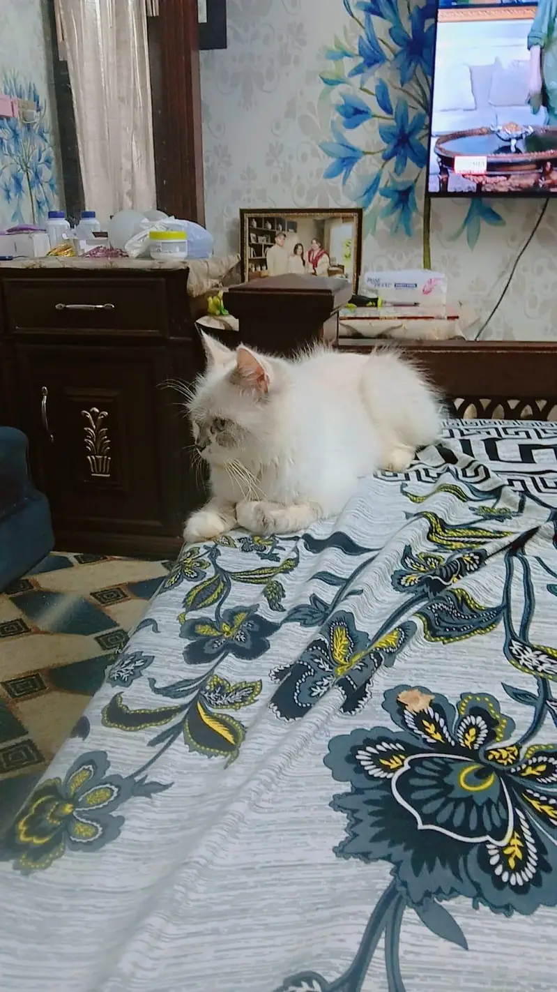 pure persian cats male and female very beautiful eyes age 9 month — photo 6