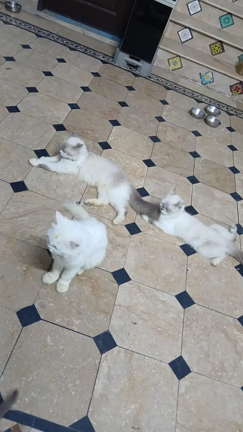 pure persian cats male and female very beautiful eyes age 9 month — photo 7