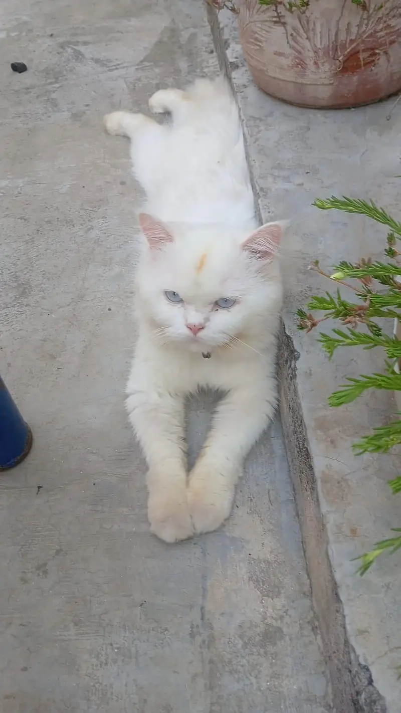 pure persian cats male and female very beautiful eyes age 9 month — photo 8