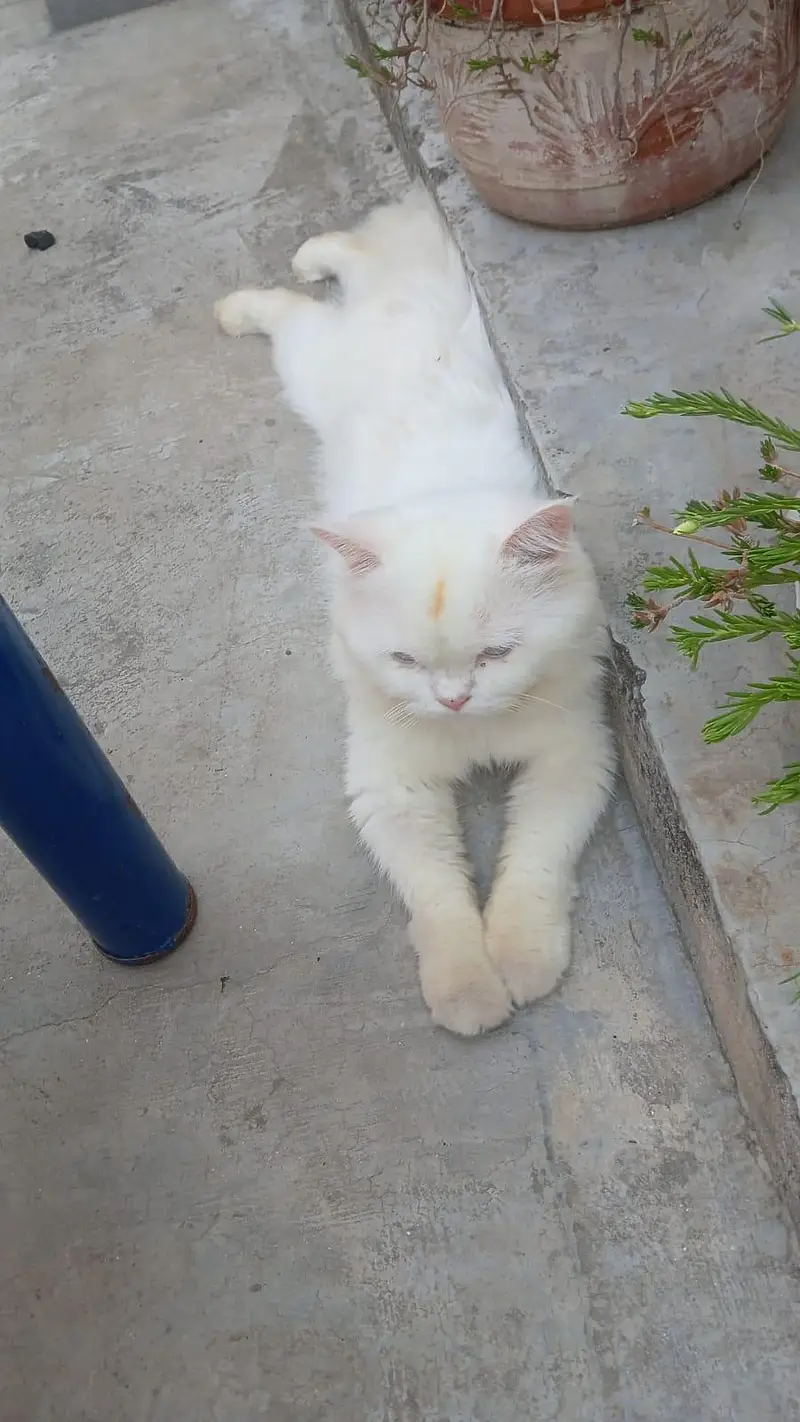 pure persian cats male and female very beautiful eyes age 9 month — photo 9