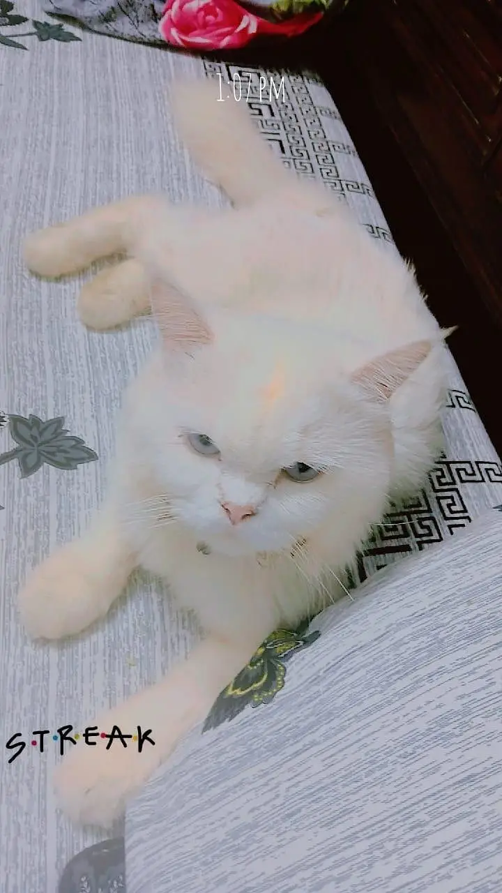 pure persian cats male and female very beautiful eyes age 9 month — photo 10