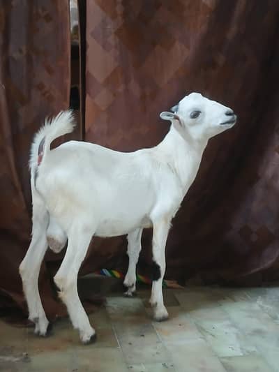 Bakra