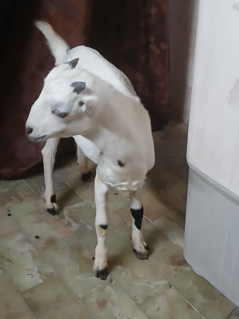 Bakra 2