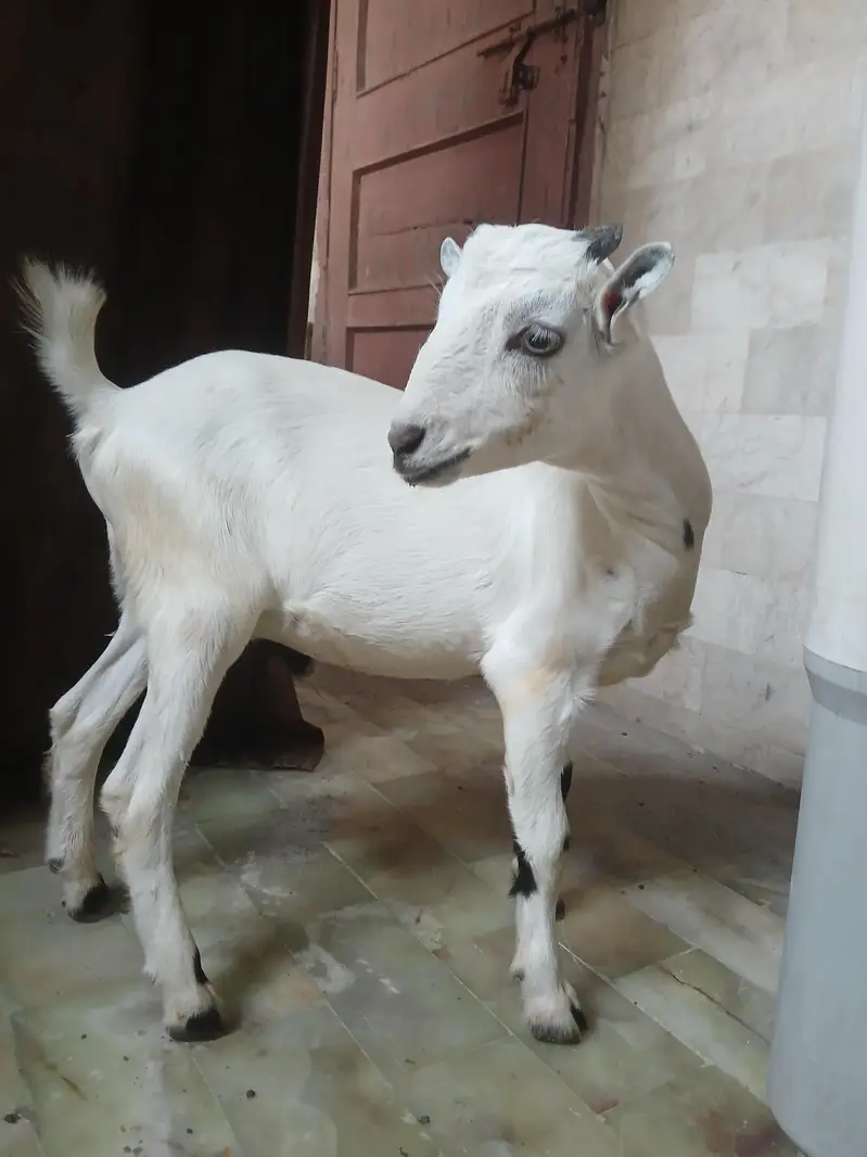 Bakra — photo 3