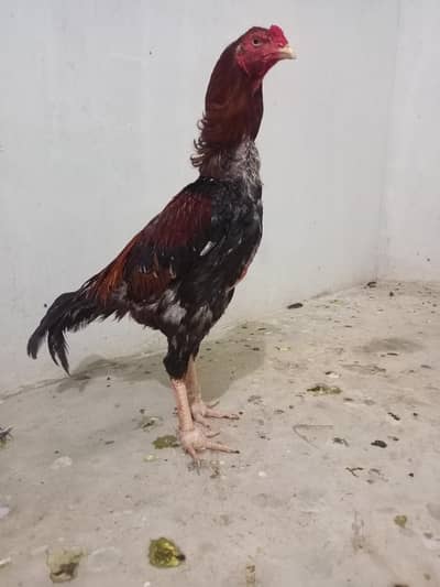 Aseel murghi, murgha, chicks
