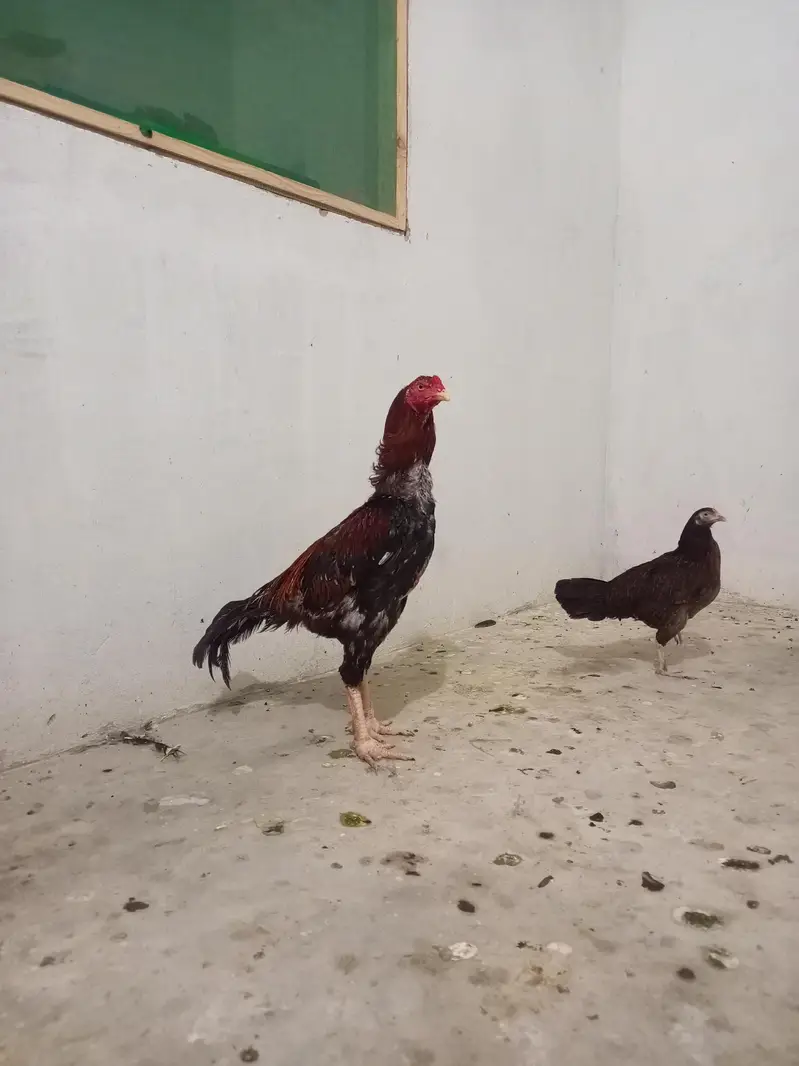 Aseel murghi, murgha, chicks — photo 2