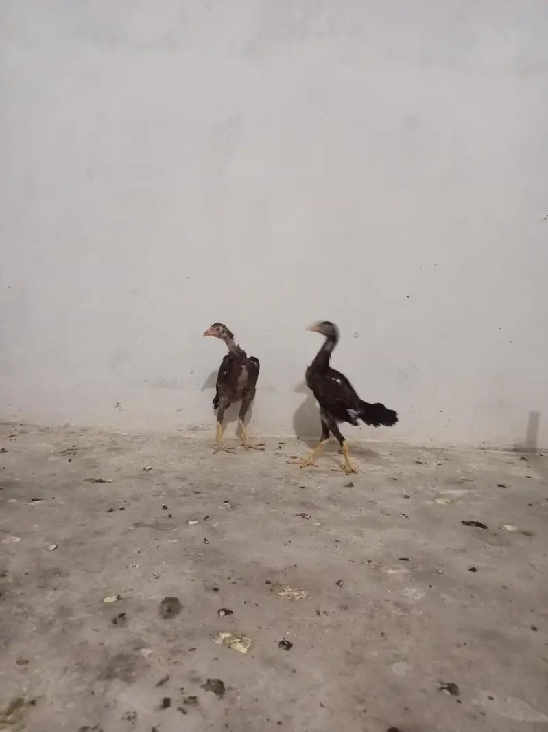 Aseel murghi, murgha, chicks — photo 3
