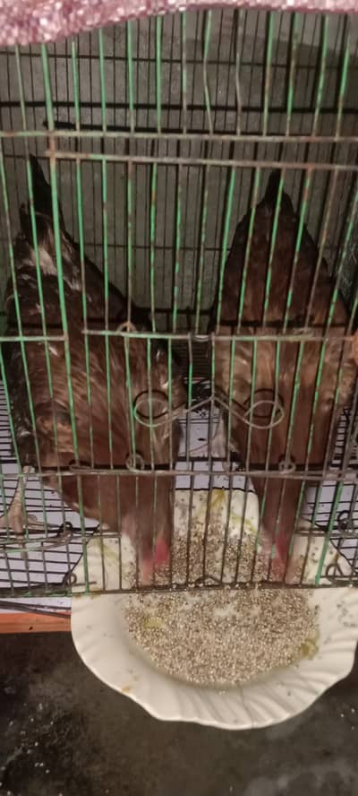 Desi hen female. whatspp number pr only contact 03340403436