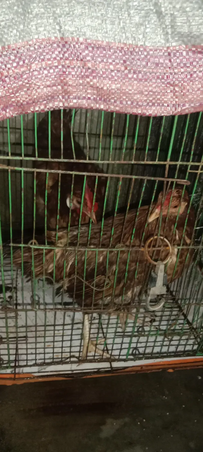 Desi hen female. whatspp number pr only contact 03340403436 — photo 2