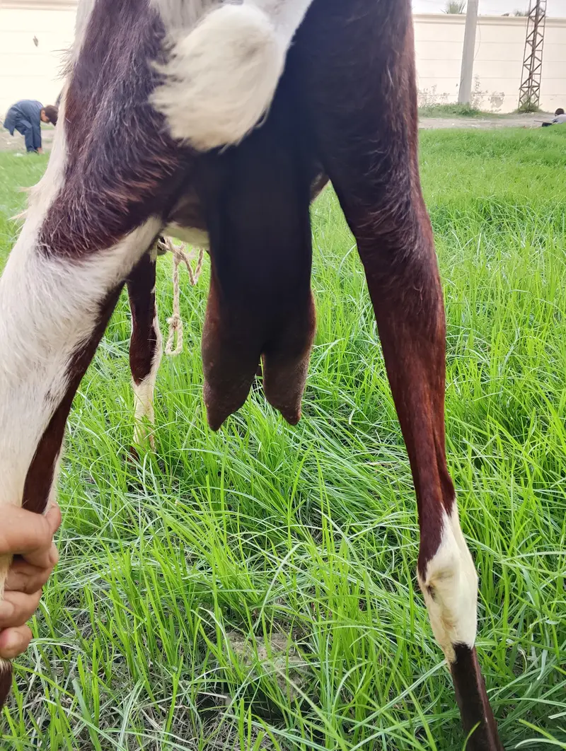 doodh wali bakri achi nasal ki ha — photo 2