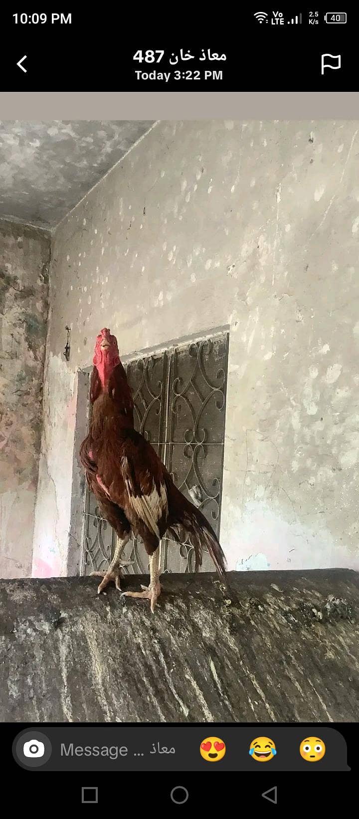 murga 0