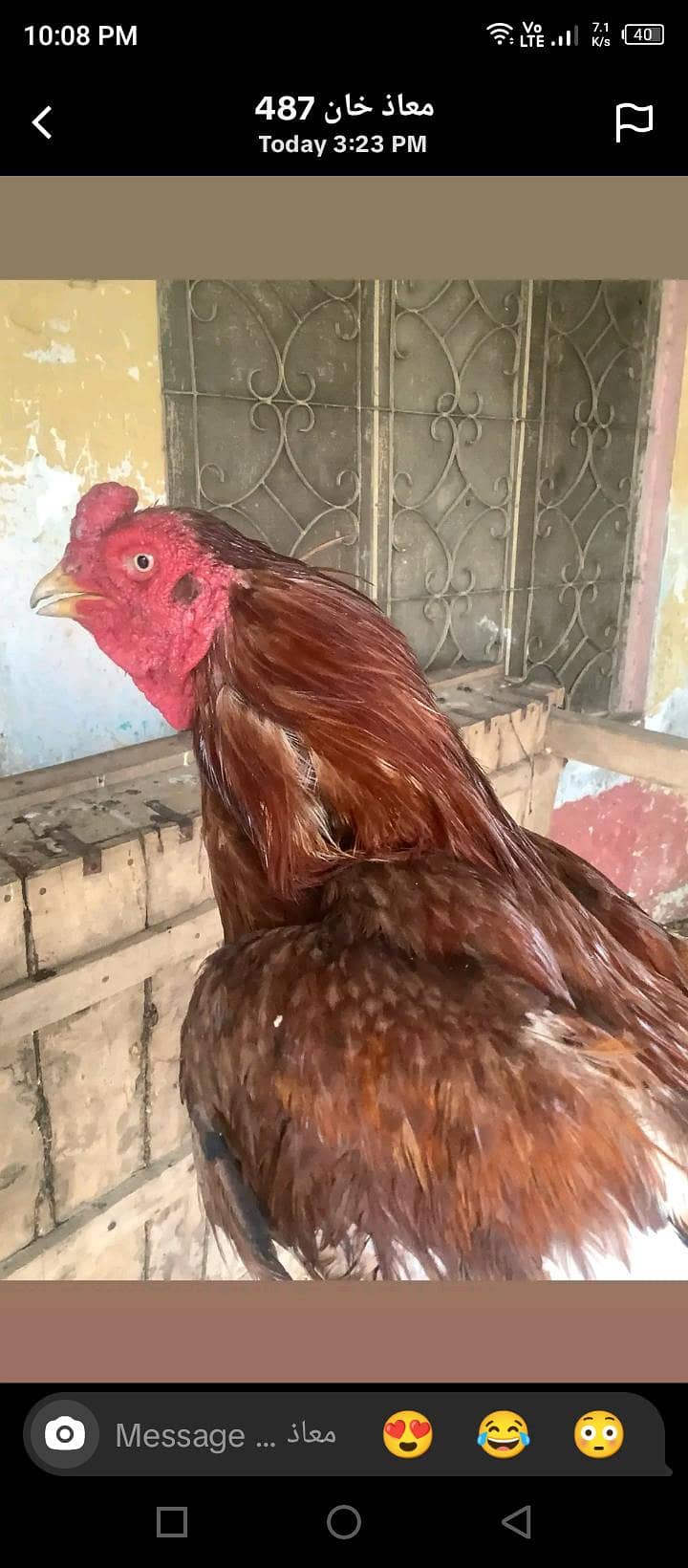 murga 1