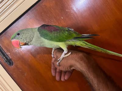 Alexandrine Kashmiri parrot chicks home breed
