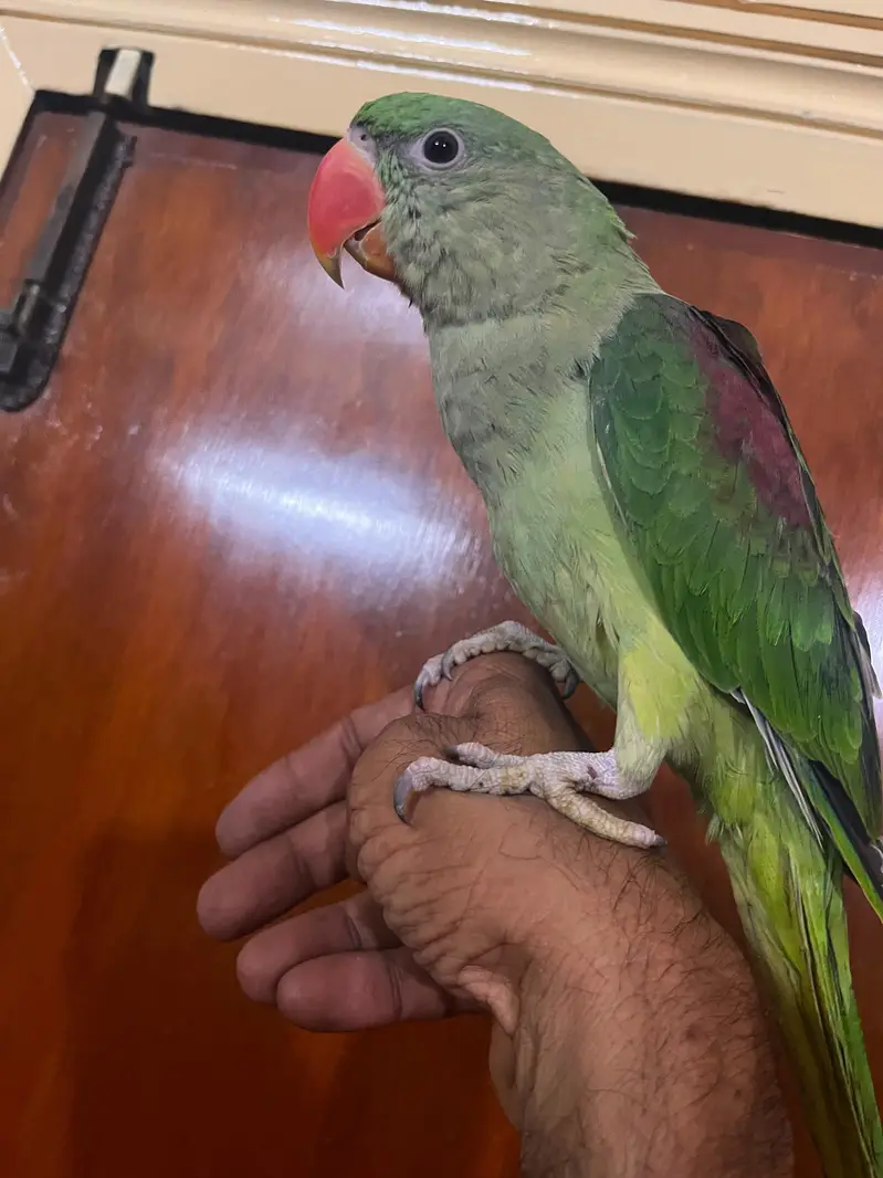 Alexandrine Kashmiri parrot chicks home breed — photo 2