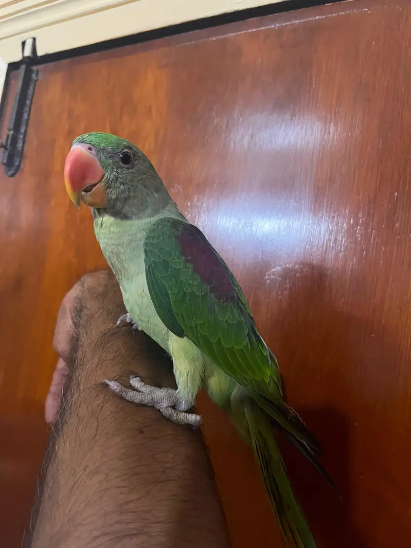 Alexandrine Kashmiri parrot chicks home breed — photo 3
