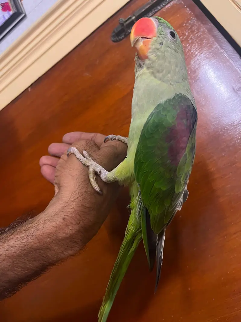 Alexandrine Kashmiri parrot chicks home breed — photo 5