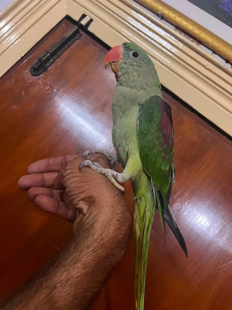 Alexandrine Kashmiri parrot chicks home breed — photo 6
