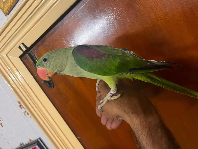 Alexandrine Kashmiri parrot chicks home breed — photo 7