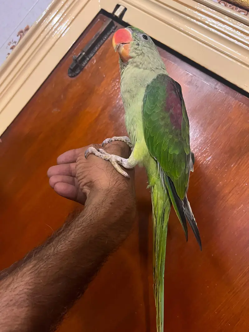 Alexandrine Kashmiri parrot chicks home breed — photo 8