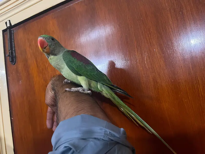Alexandrine Kashmiri parrot chicks home breed — photo 9