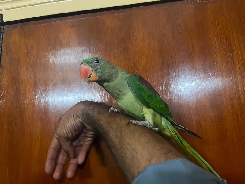 Alexandrine Kashmiri parrot chicks home breed — photo 10