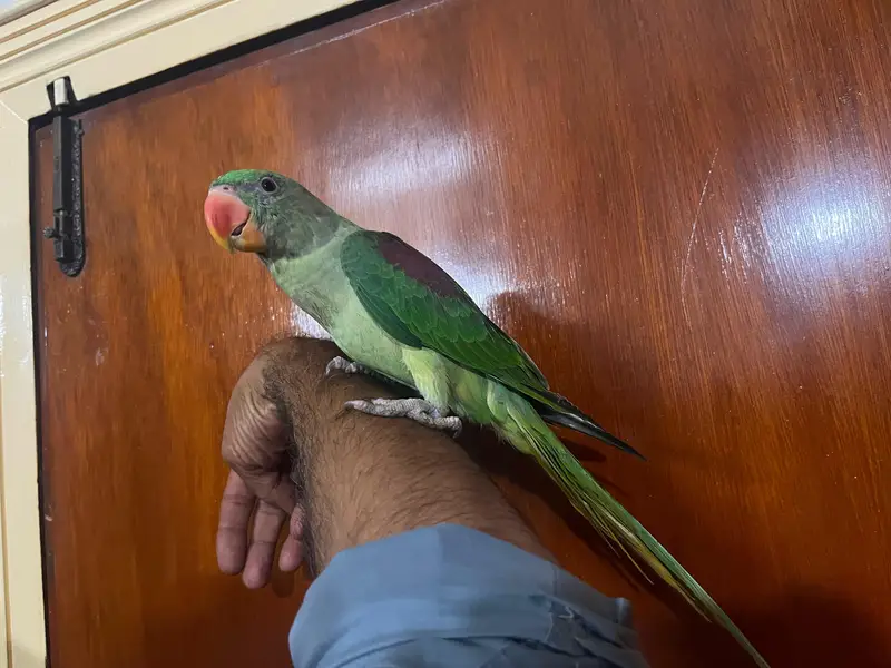 Alexandrine Kashmiri parrot chicks home breed — photo 11