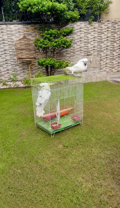 Mullacan cockatoo Umbrella triton