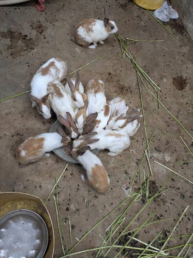 rabbits