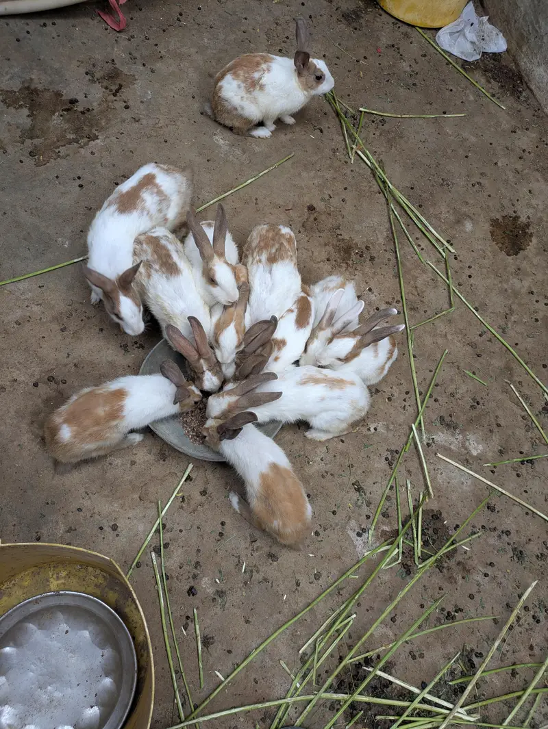 rabbits