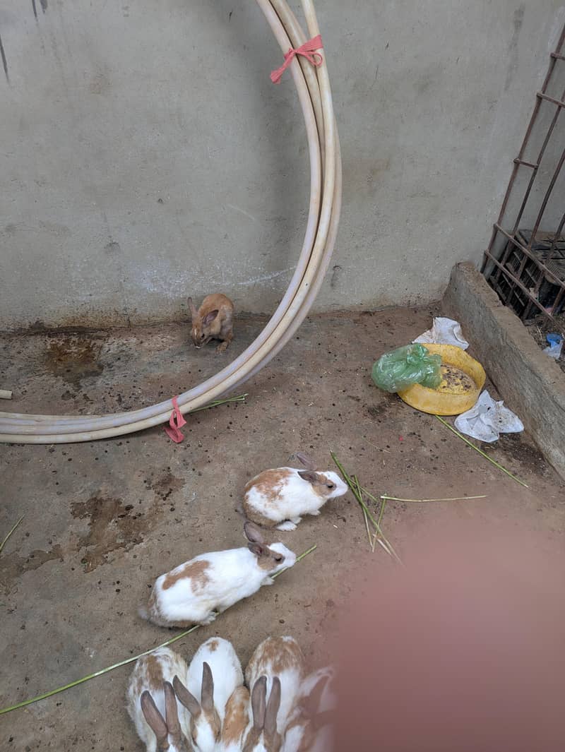 rabbits 1