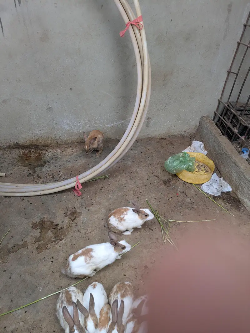 rabbits — photo 2