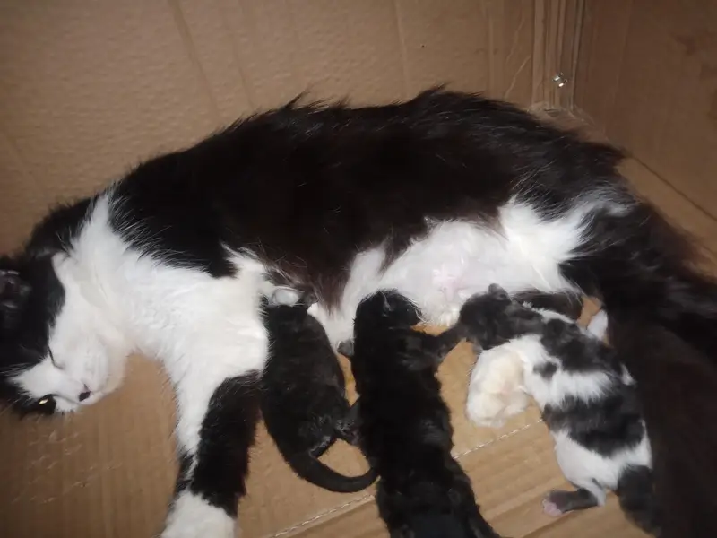 urgent sale mother with 3 kittens — photo 2