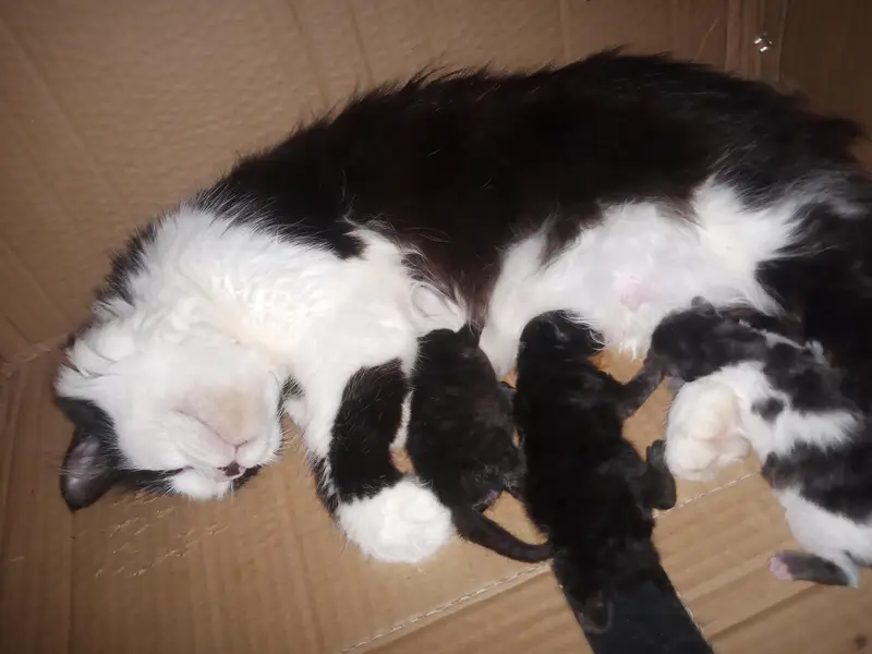 urgent sale mother with 3 kittens — photo 3