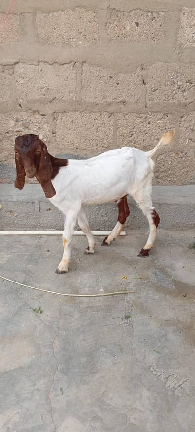 Bakra