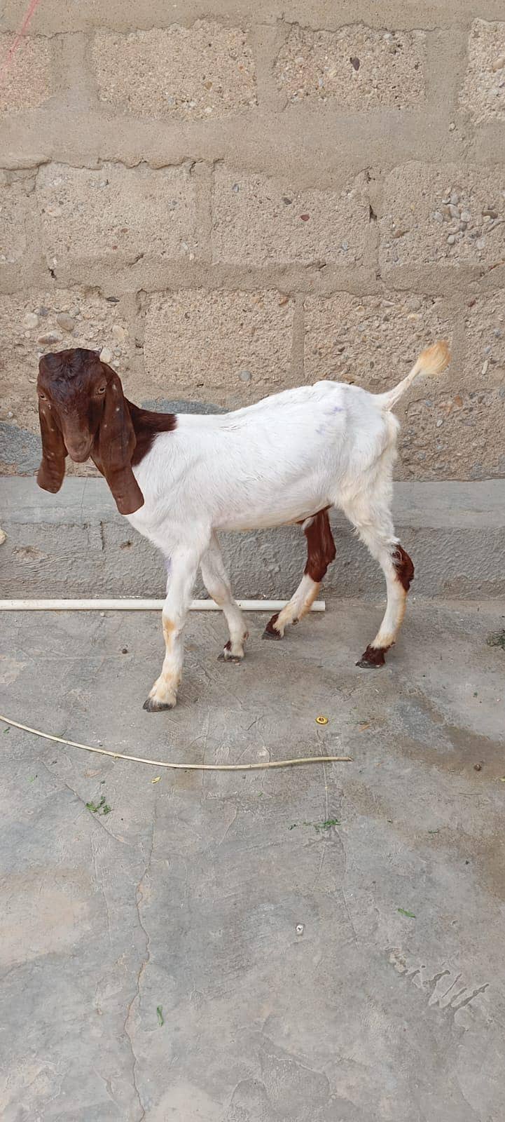 Bakra 0