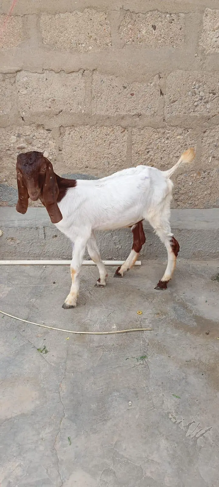 Bakra