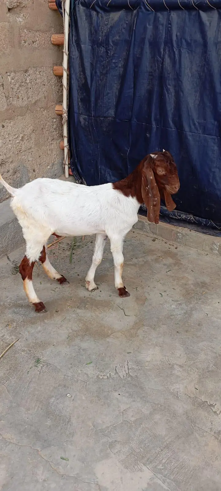 Bakra — photo 2