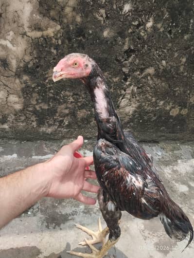 parrot beak shamo cross
