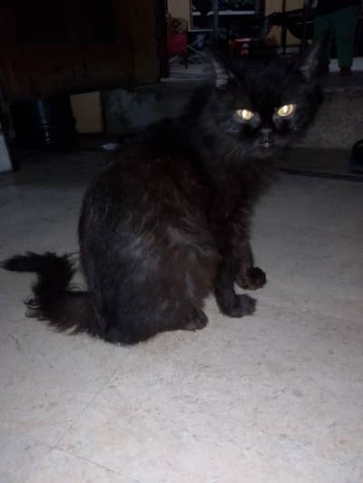 Persian female cat