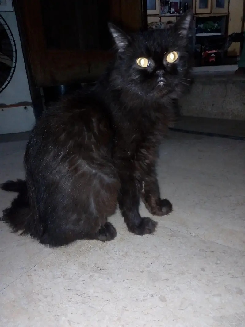 Persian female cat — photo 2
