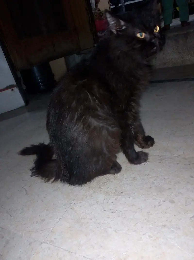 Persian female cat — photo 3